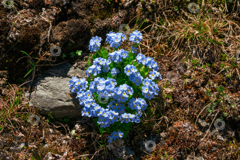 Скачать Красивый цветочный природный фон с незабудкой (Eritrichium villosum) крупным планом на фоне почвы и скал в горах. фотосток Ozero