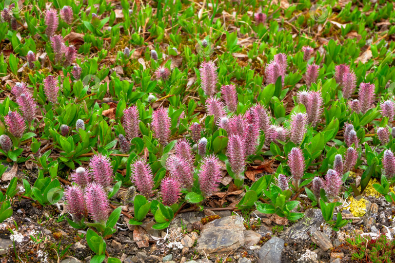 Скачать Природа Горного Алтая: Salix Arctica (арктическая ива). Цветущая арктическая ива. Растения, растущие в тундре в Арктике. Полевые цветы Заполярья. фотосток Ozero