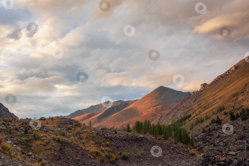 Скачать Туманный горный пейзаж с золотистыми низкими облаками в долине среди силуэтов гор под облачным небом на закате. Пейзаж заката или восхода солнца с низкими облаками в горной долине в светящемся цвете. фотосток Ozero