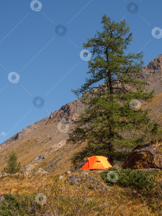 Скачать Потрясающий осенний кемпинг на вершине горы. Одинокая оранжевая палатка на горном склоне у большой лиственницы.Туристическая концепция приключенческого путешествия на открытом воздухе. Вертикальный вид. фотосток Ozero