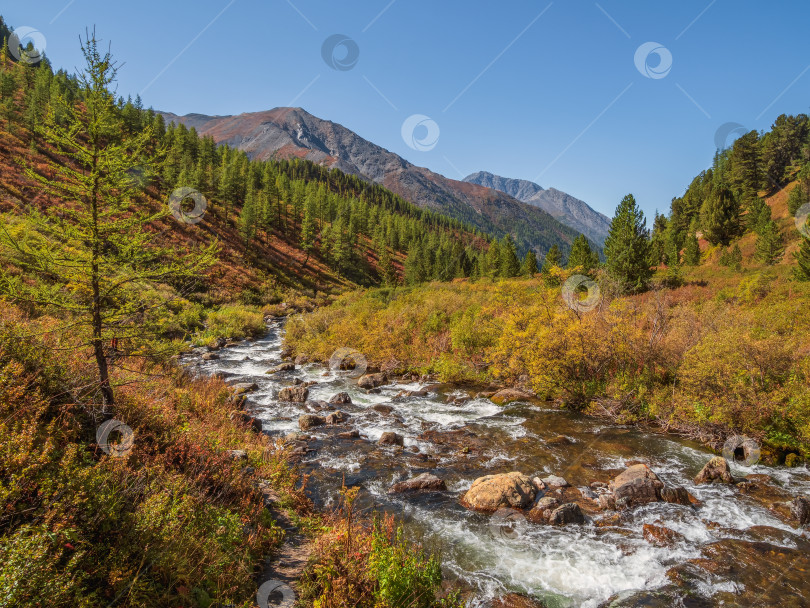 Скачать Живописный альпийский пейзаж с горной рекой в горной кедровой долине под ярким полуденным солнцем. Яркие альпийские осенние пейзажи с красивой рекой в солнечный день. фотосток Ozero