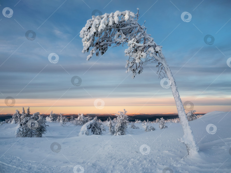 Скачать Зимний рассвет с замерзшей нарядной елкой, облепленной снегом. Волшебные причудливые силуэты деревьев облеплены снегом. Суровая природа Арктики. фотосток Ozero