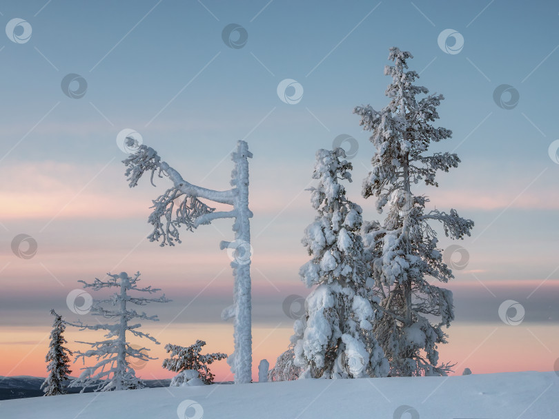Скачать Минималистичный розовый рассвет, волшебные причудливые силуэты деревьев, облепленных снегом. Суровая природа Арктики. Мистическая зимняя сказка. Заснеженные рождественские ели на склоне горы. фотосток Ozero