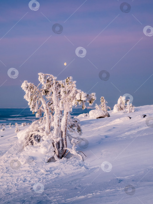 Скачать Яркая луна сияет над заснеженными ветвями дерева зимним утром в Арктике. Зимний холодный вечер на минималистичном фоне с луной. фотосток Ozero