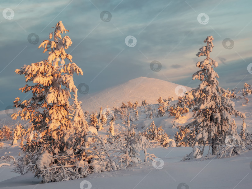 Скачать Яркие солнечные причудливые силуэты елей облеплены снегом. Суровая природа Арктики. Заснеженные рождественские ели на склоне горы на фоне голубого морозного неба. фотосток Ozero