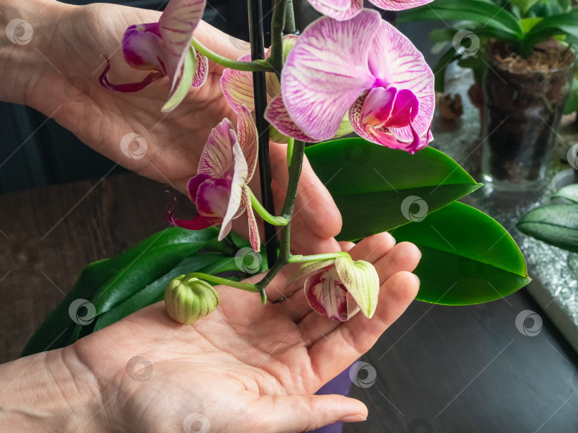 Скачать Молодые распускающиеся бутоны орхидей на ладонях. Домашнее садоводство, разведение орхидей. фотосток Ozero