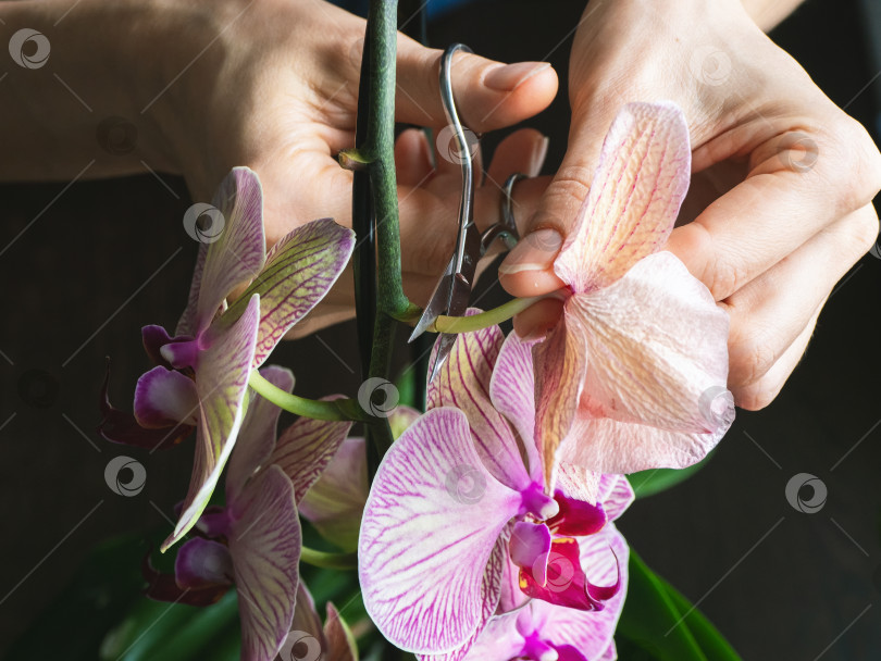 Скачать Обрезка поврежденных цветков орхидеи ножницами. Домашнее садоводство, разведение орхидей. фотосток Ozero