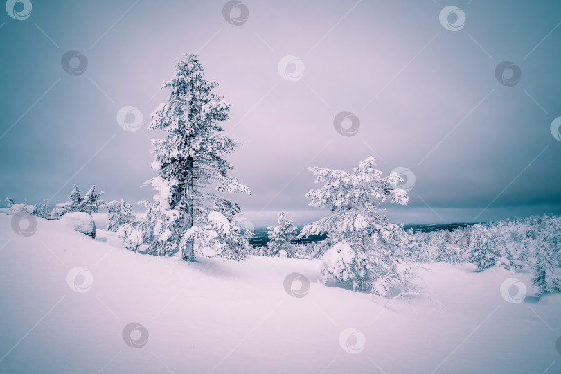 Скачать Зимний сине-розовый минималистичный северный фон с деревьями, покрытыми снегом, на фоне темного драматического неба. Суровая природа Арктики. Мистическая сказка о зимнем туманном лесу. фотосток Ozero