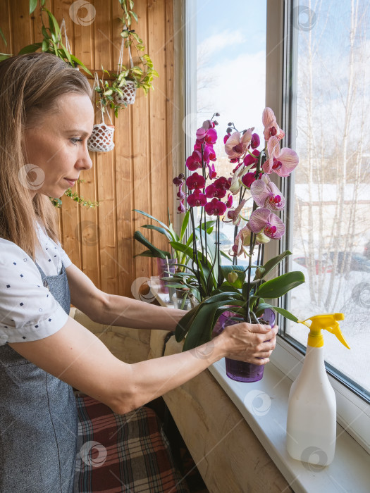 Скачать Горшок с цветущей орхидеей фаленопсис в руках. Разведение орхидей. Домашнее цветоводство. фотосток Ozero