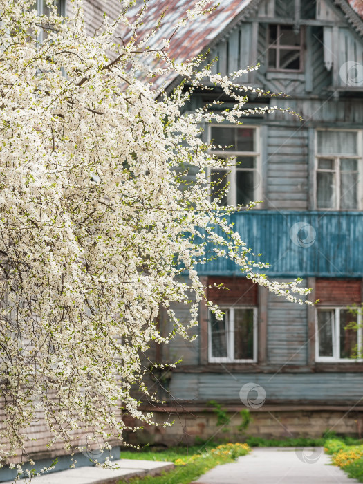 Скачать Вишня цветет весной на фоне старого здания фотосток Ozero
