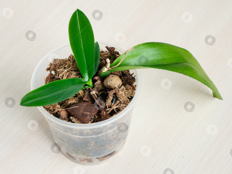 Скачать Молодая орхидея прорастает в горшке. Маленькая молодая орхидея фаленопсис в горшке. Домашнее садоводство, разведение орхидей. Вид сверху. фотосток Ozero