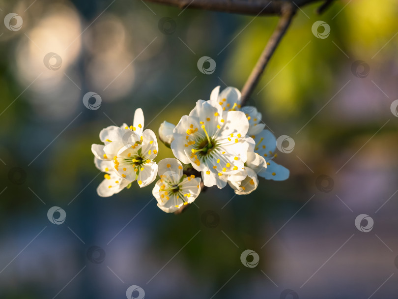 Скачать Яркий цветущий весенний фон. Цветущая ароматная цветочная ветка весной на голубом естественном фоне. фотосток Ozero
