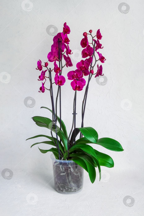 Скачать Пурпурная цветущая орхидея фаленопсис в горшке на белом фоне. Разведение орхидей. Вертикальный вид. фотосток Ozero