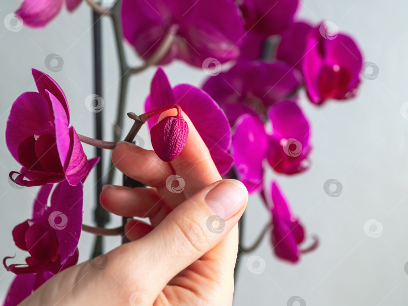 Скачать Болезнь орхидей. Засыхание и опадание молодого бутона у орхидеи. Домашнее садоводство, разведение орхидей. фотосток Ozero
