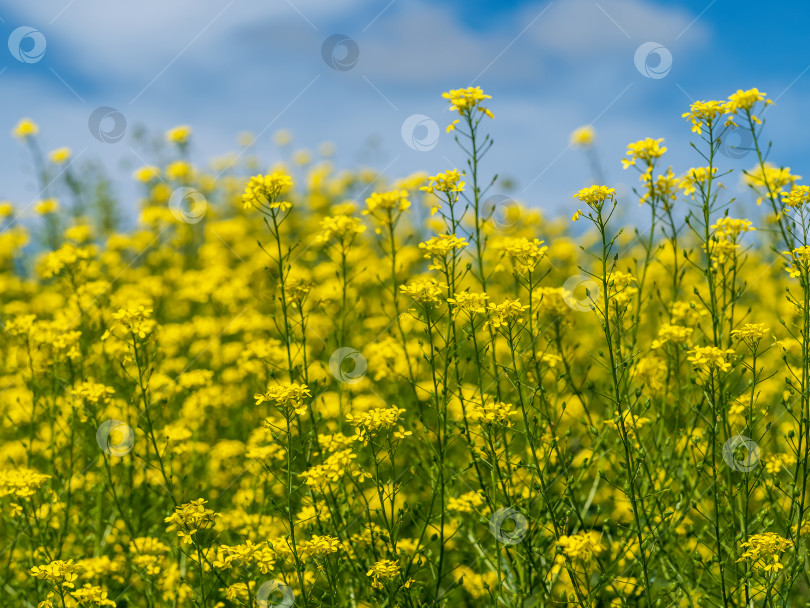 Скачать Цветущее поле рапса крупным планом на ярком весеннем фоне. фотосток Ozero