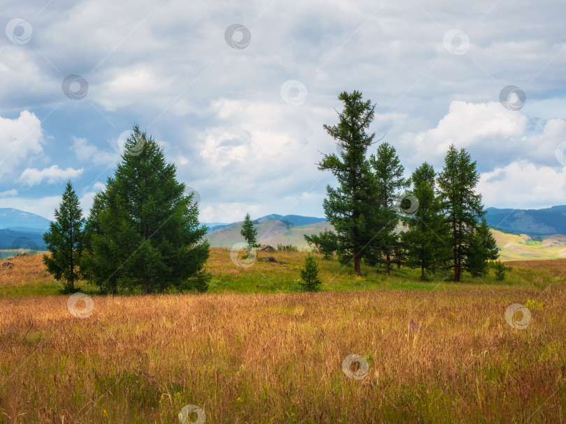 Скачать Атмосферный зеленый лесной пейзаж. Минималистичный панорамный пейзаж с опушкой хвойного леса и скалами в легком тумане. Горный альпийский лес. фотосток Ozero