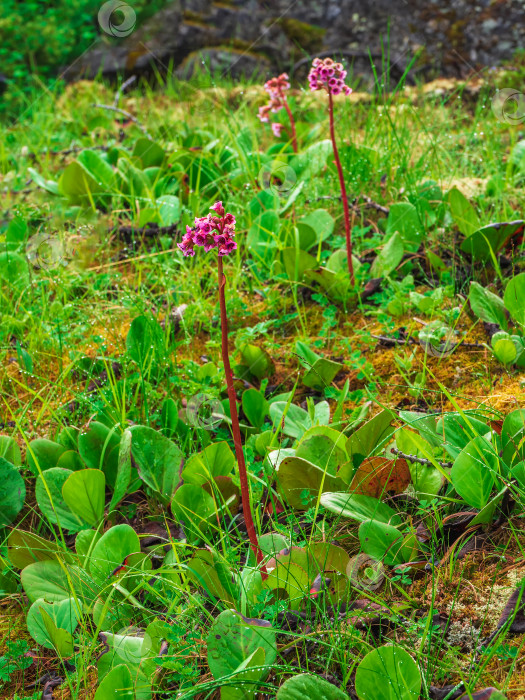 Скачать Бадан крупнолистный. Крупный план бадана (Bergenia crassifolia), цветущего на горной зеленой лужайке. фотосток Ozero