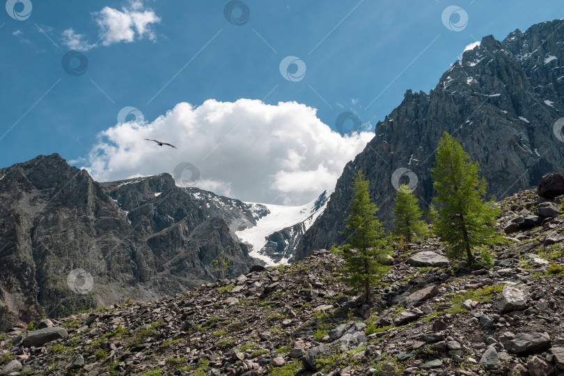 Скачать Ели на рыхлом горном склоне. Атмосферный горный пейзаж с огромной заснеженной вершиной и снежным остроконечным пиком на фоне голубого облачного неба. фотосток Ozero