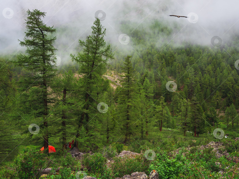 Скачать Атмосферный лесной пейзаж с небольшим оранжевым шатром и хвойными деревьями в низких облаках в дождливую погоду. Таинственный пейзаж с хвойным лесом в густом тумане. фотосток Ozero