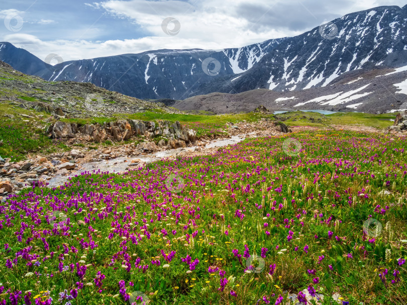 Скачать Альпийский луг с цветущими травами. Альпийский зеленый летний луг с распускающимися пурпурными цветами. Альпийское нагорье. Цветущий луг высокогорья. фотосток Ozero
