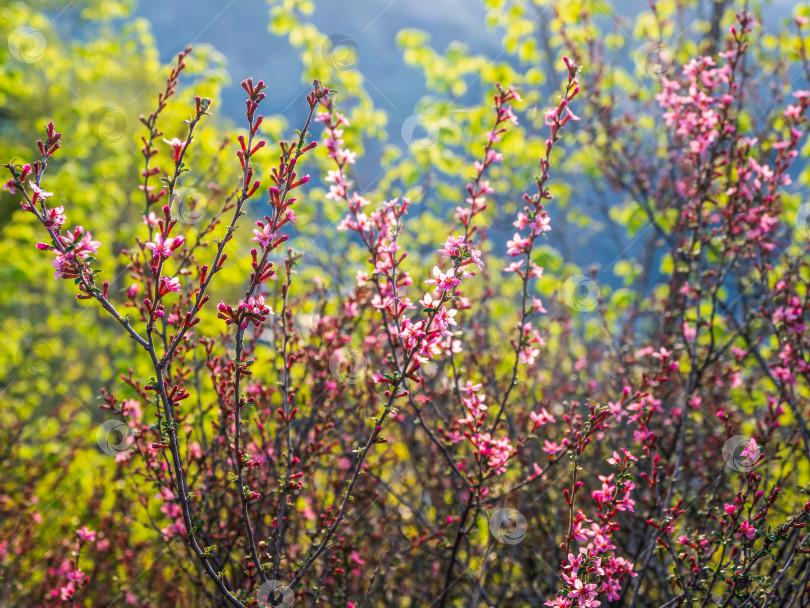 Скачать Яркий цветочный весенний фон. Цветущая весенняя ветка на естественном фоне, крупным планом. фотосток Ozero
