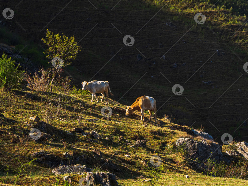 Скачать Две чистокровные коровы вместе стоят на альпийском пастбище. Крутой горный склон, на котором пасутся две коровы. Зеленое альпийское пастбище. фотосток Ozero