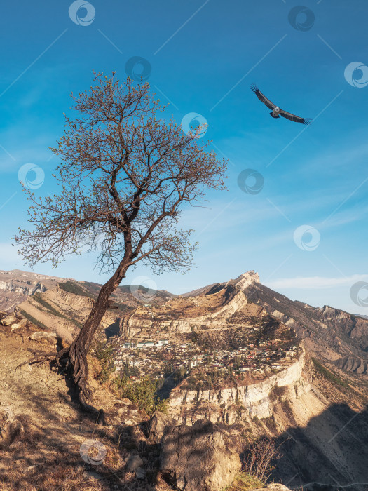 Скачать Одинокое сухое дерево неподалеку на утесе. Плато Гуниб в Дагестане. Вертикальный вид. фотосток Ozero
