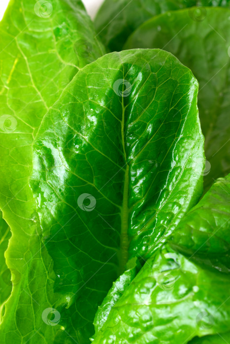 Скачать Листья салата Ромэн крупным планом. Полный кадр. фотосток Ozero