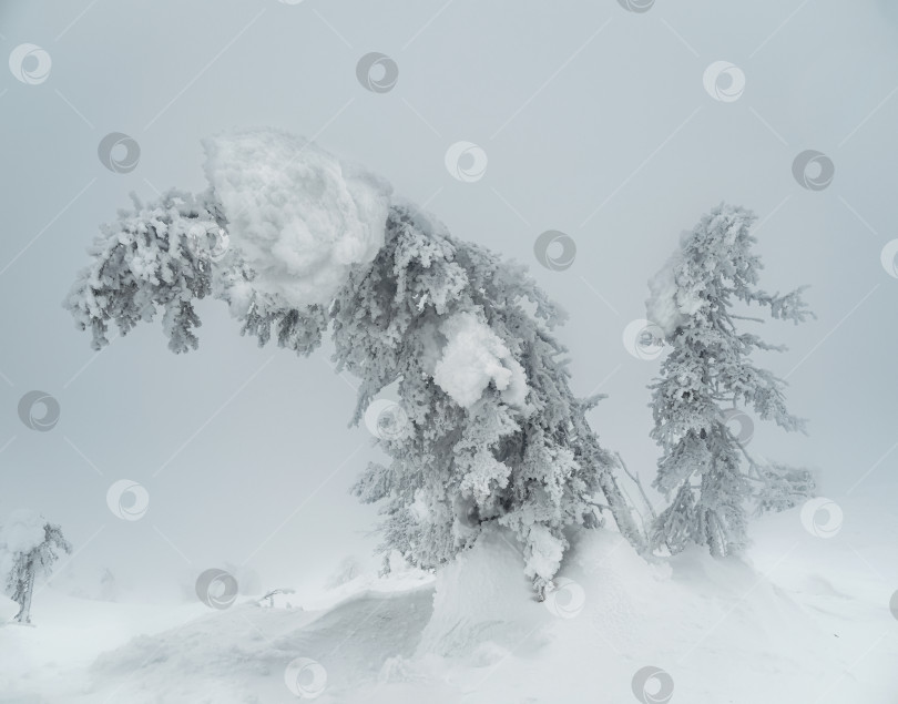 Скачать Волшебные причудливые силуэты деревьев облеплены снегом. Суровая природа Арктики. Мистическая сказка о зимнем туманном лесу. фотосток Ozero