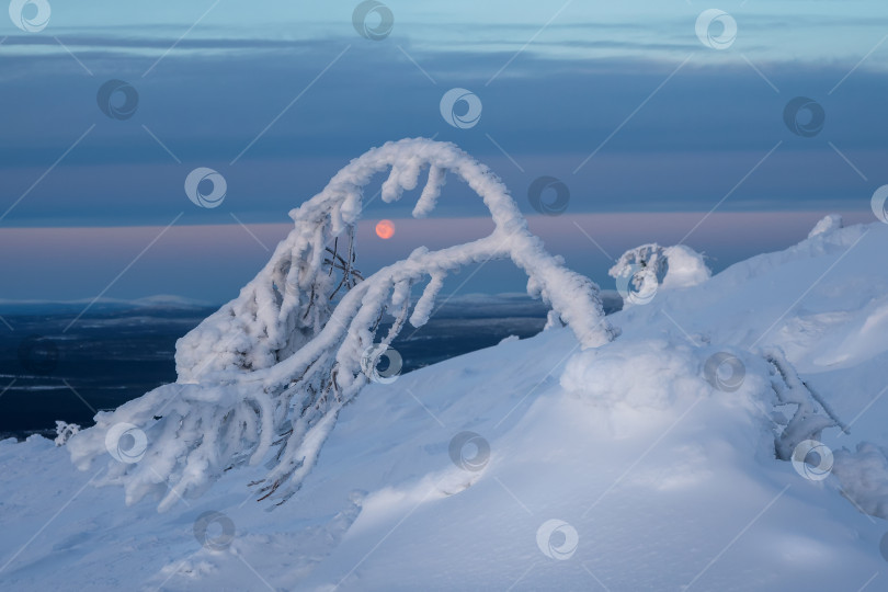 Скачать Яркая полная луна светит сквозь заснеженные ветви дерева зимним вечером в Арктике. Зимний холодный вечер на минималистичном фоне с луной. фотосток Ozero