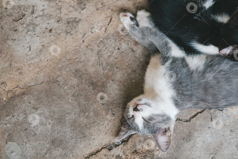 Скачать серый котенок лежит на сером полу. Котенок спит на бетонном полу. Милый серо-белый кот отдыхает. День кошек. фотосток Ozero