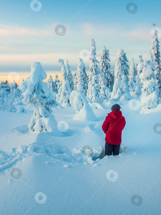 Скачать Мужчина стоит спиной в глубоком снегу и любуется потрясающим видом заснеженных деревьев на фоне холодного полярного рассвета. Концепция зимних каникул - путешествие в сказочный арктический лес. фотосток Ozero
