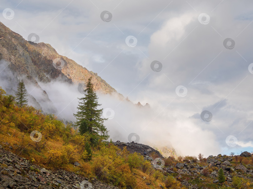 Скачать Красочный осенний пейзаж с горами и хвойными деревьями на холме с видом на лесную гору в лучах золотого солнца в низких облаках. Залитые солнцем желтые склоны в тумане. фотосток Ozero