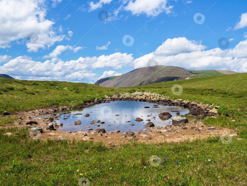 Скачать Пересыхающая лужа, водопой для животных в альпийском зеленом нагорье. фотосток Ozero