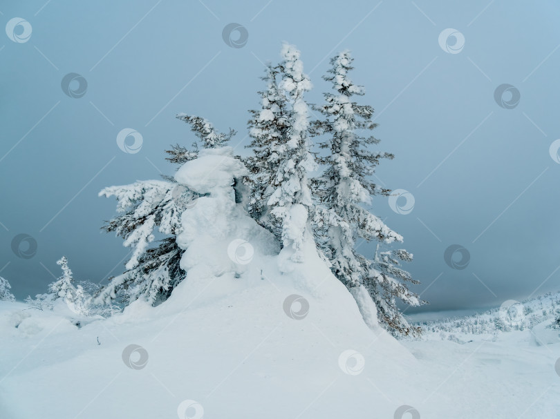 Скачать Волшебные причудливые силуэты деревьев облеплены снегом. Суровая природа Арктики. Мистическая сказка о зимнем туманном лесу. Заснеженные рождественские ели на склоне горы. фотосток Ozero