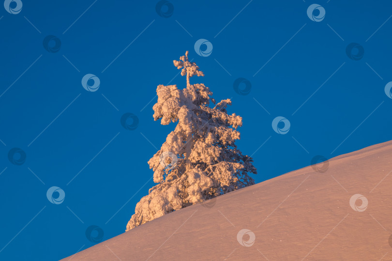 Скачать Рождественская елка покрыта снегом на солнечном полярном склоне. Рассветный северный минималистичный природный фон со снежной елью. фотосток Ozero