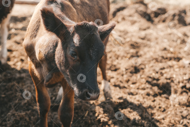 Скачать Портрет самалл-коричневого теленка. телята в загоне на фоне навоза фотосток Ozero