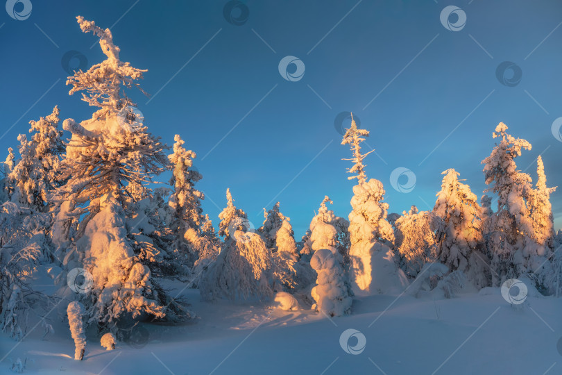 Скачать Яркие солнечные причудливые силуэты елей облеплены снегом. Суровая природа Арктики. Заснеженные рождественские ели на склоне горы на фоне голубого морозного неба. фотосток Ozero