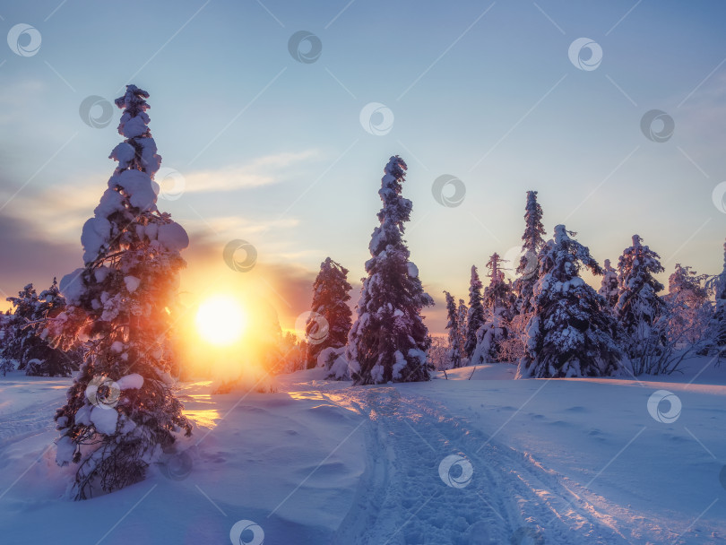Скачать Пейзаж с зимним полярным лесом и яркими солнечными лучами. Восход солнца, закат солнца в прекрасном заснеженном лесу. фотосток Ozero