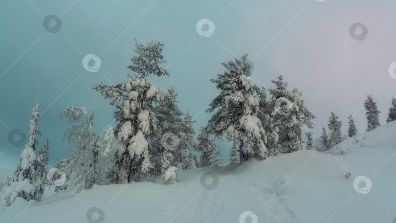Скачать Прогулка по ночному зимнему лесу среди елей, укутанных снегом. Суровая природа Арктики. Мистическая сказка о зимнем морозном лесу. фотосток Ozero
