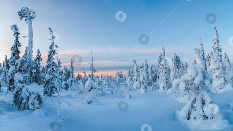 Скачать Прекрасное морозное зимнее утро в приполярном лесу, припорошенном снегом. Заснеженные рождественские ели на склоне горы. Суровая природа Арктики. Восход солнца над полярным холмом. Панорамный вид. фотосток Ozero