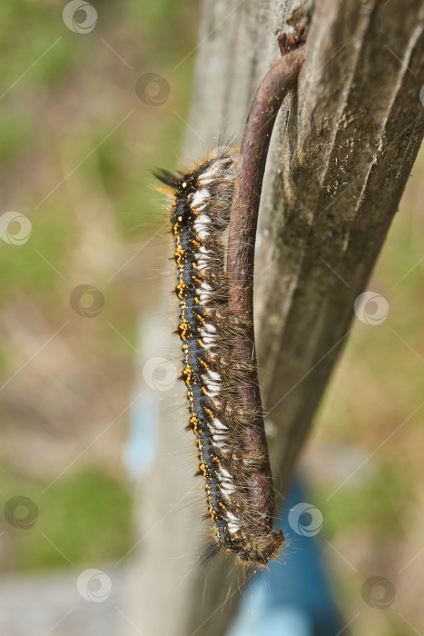 Скачать Гусеница крупной бабочки семейства коконопрядущих - травяной коконопряд (лат. Euthrix potatoria). фотосток Ozero