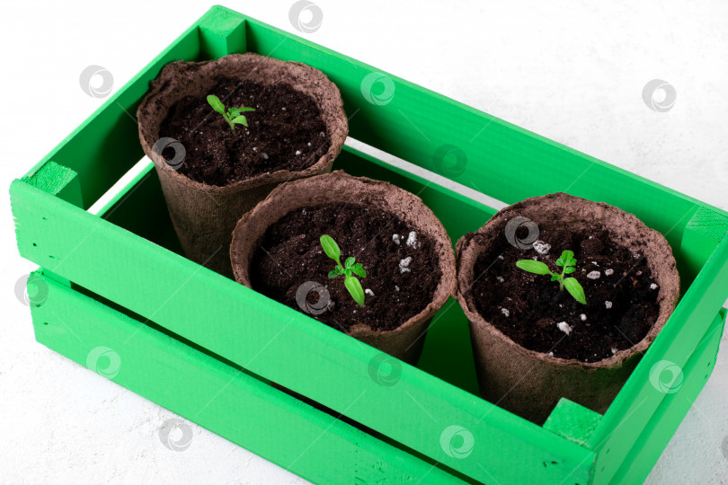 Скачать Рассада помидоров в трех торфяных горшочках в зеленом ящике. фотосток Ozero