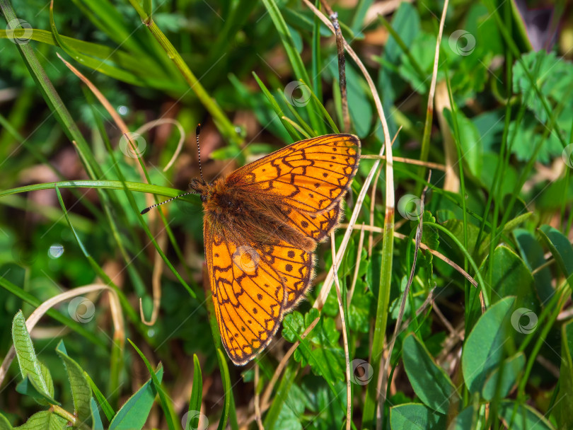 Скачать Снимок с выборочным фокусом перламутровой бабочки (Boloria eunomia) на зеленом растении. Леса Горного Алтая. фотосток Ozero