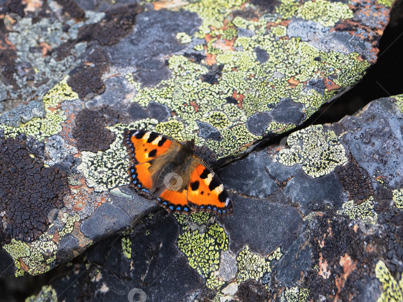 Скачать Яркое имаго Aglais urticae, маленькой черепаховой бабочки на пестром камне, крупным планом. Миграция бабочек. фотосток Ozero