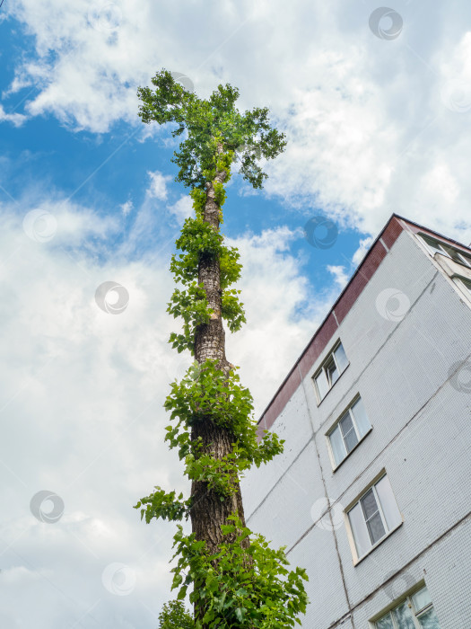 Скачать Срубленный ствол тополя перед многоквартирным домом. Проблема вырубки деревьев в городе. фотосток Ozero
