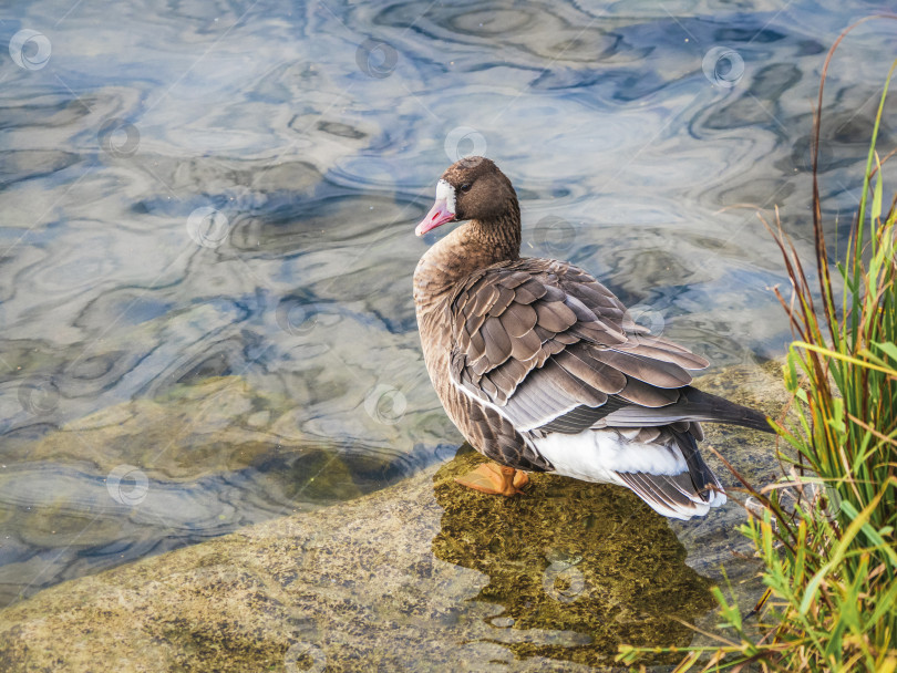 Скачать Портрет белолобого гуся (anser albifrons flavirostris). фотосток Ozero