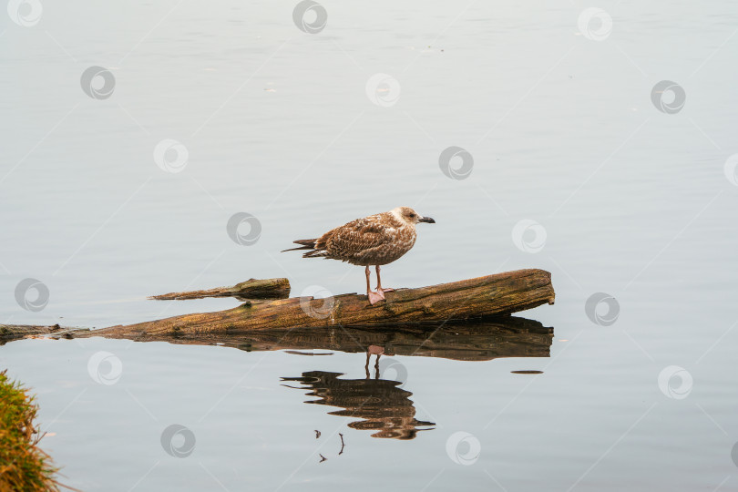 Скачать Отдыхающая птица на бревне на вечернем озере с отражением в воде. Озерная птица отдыхает вечером. Естественный фон с птицей. фотосток Ozero