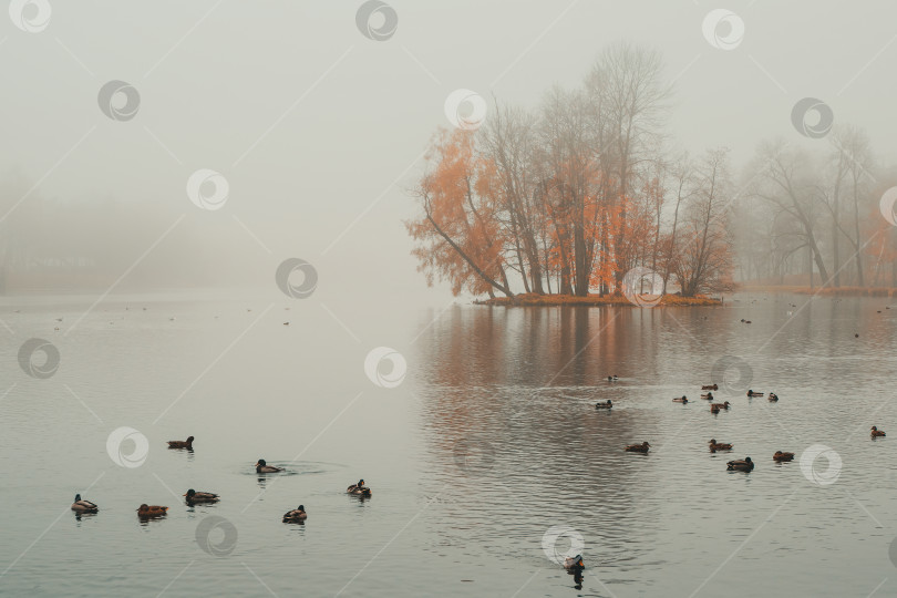 Скачать Мистический утренний осенний пейзаж с туманом над озером. Туманный осенний пейзаж с Государственным музеем-заповедником "Гатчина". фотосток Ozero