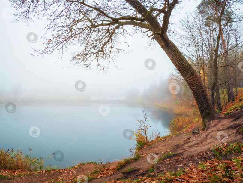 Скачать Туманный осенний пейзаж с безлистными деревьями на берегу старого пруда. Густой туман над озером. Осеннее утро. фотосток Ozero